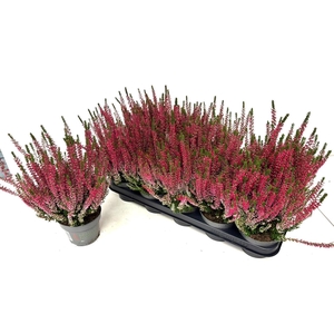 CALLU BL SOPHIA
