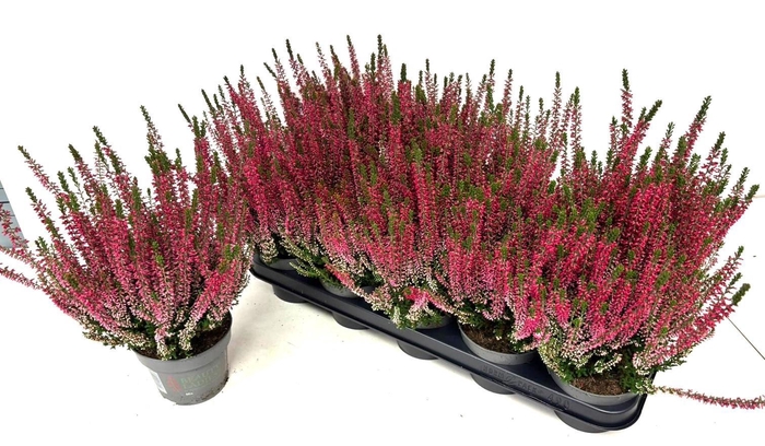 <h4>CALLU BL SOPHIA</h4>