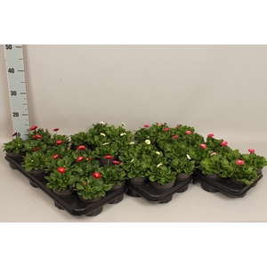 Bellis perennis Divers op kleur