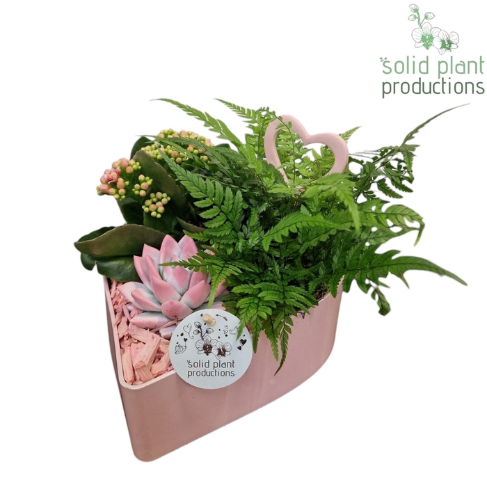 <h4>VE028 Hart Pink 3PP</h4>