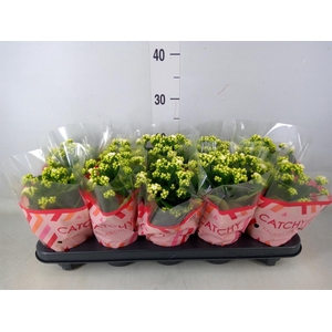 Kalanchoe blos. 'Calandiva Whites'