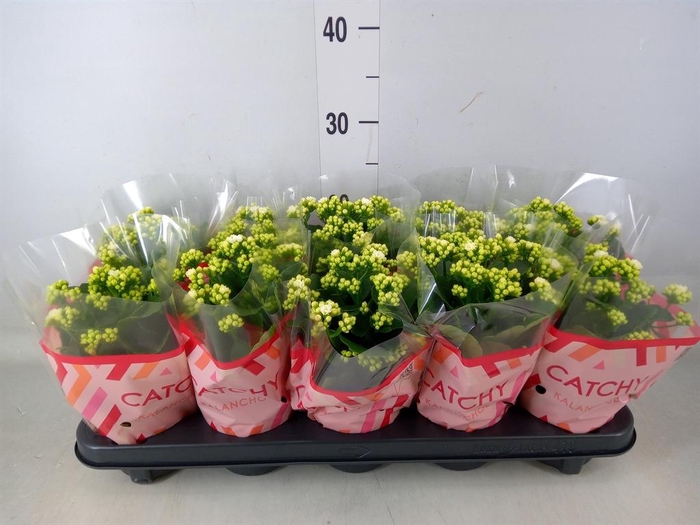 <h4>Kalanchoe blos. 'Calandiva Whites'</h4>