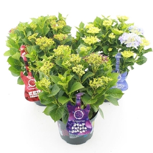 Hydrangea Macrophylla Music Collection®