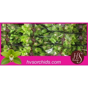 CYMB T GREEN GIANT 50 CM