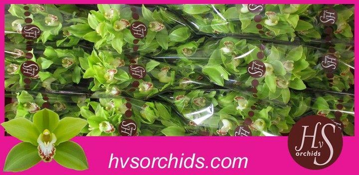 <h4>CYMB T GREEN GIANT 50 CM</h4>