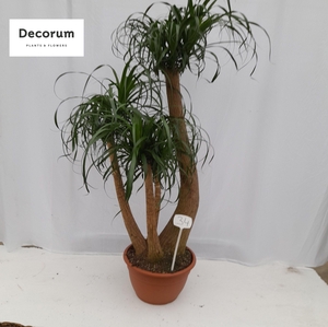 Beaucarnea vertakt op nummer 34