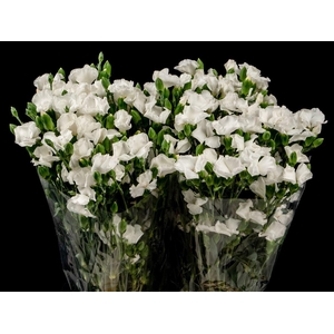 Dianthus Ard Solomio