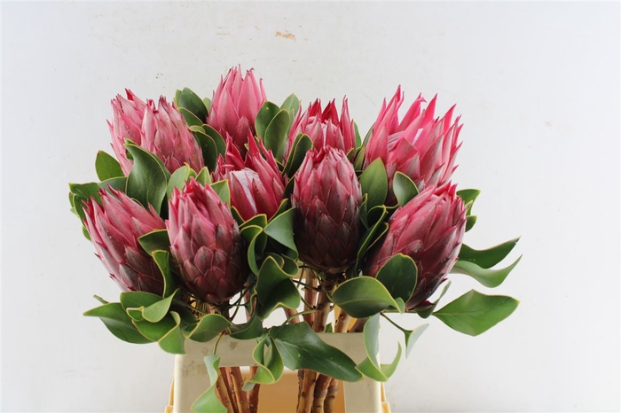 <h4>Protea Cy Madiba</h4>