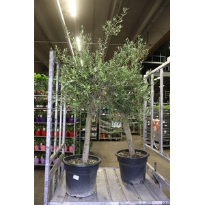 arr8 Olea Europaea