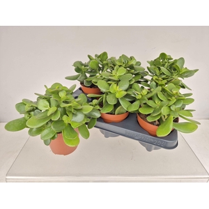 CRASS OVATA