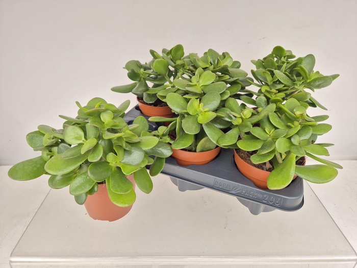 CRASS OVATA
