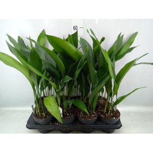 Aspidistra elat.