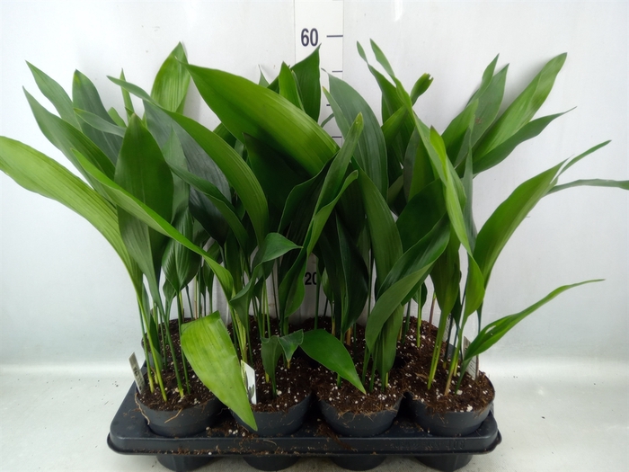 <h4>Aspidistra elat.</h4>