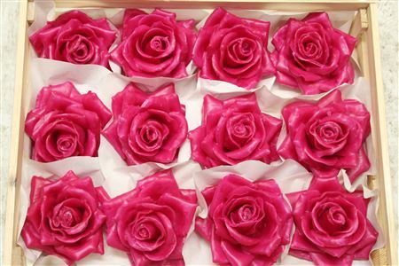 Wax Roos Fucsia