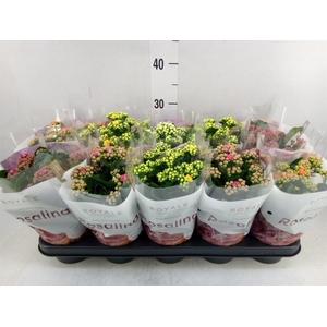 Kalanchoe blos. 'RoyalDon'   ..mix