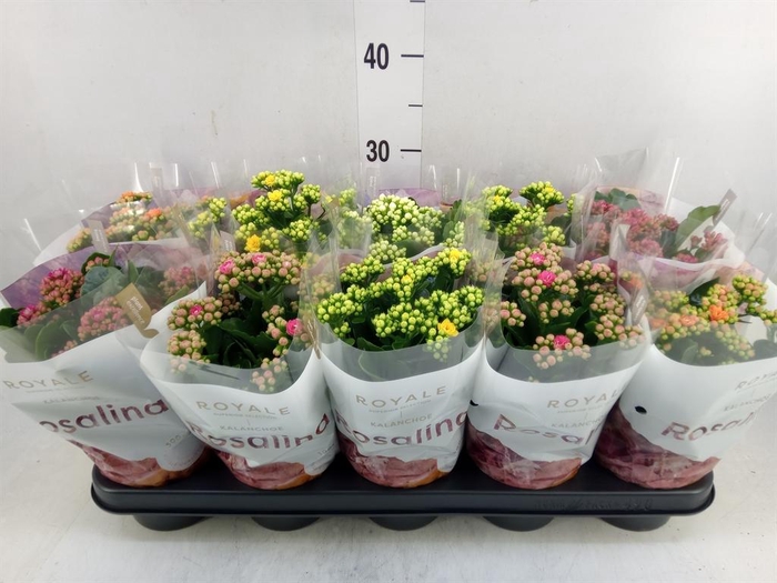 <h4>Kalanchoe blos. 'RoyalDon'   ..mix</h4>