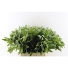 Euca Robusta Potlood Per Stem 70cm