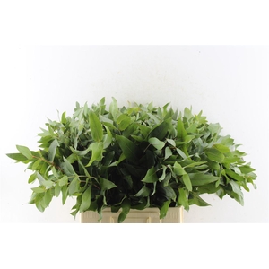 Euca Robusta Potlood Per Stem 70cm
