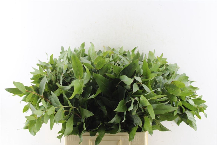 <h4>Euca Robusta Potlood Per Stem 70cm</h4>