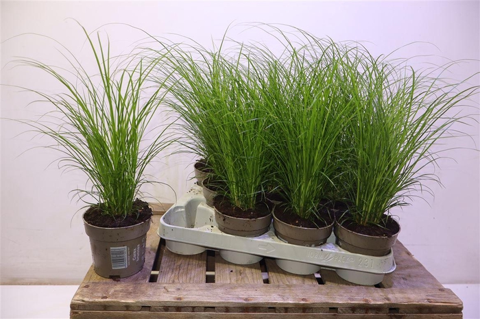 <h4>arr8 Carex Brunnea</h4>