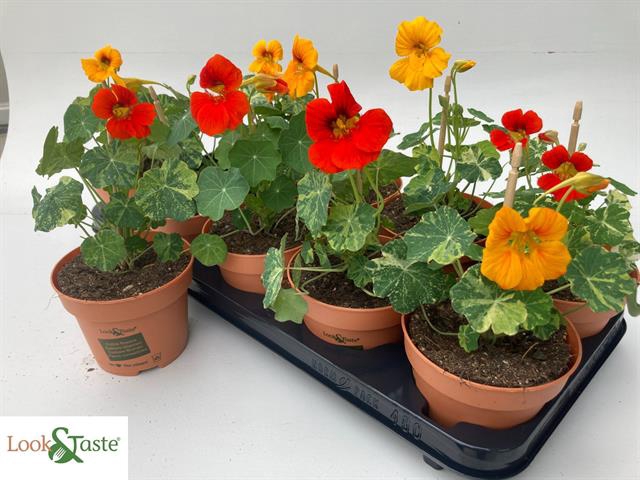 <h4>TROPAEOLUM MAJUS</h4>