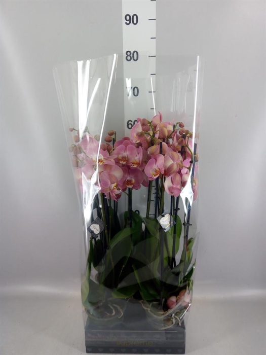 <h4>Phalaenopsis   ...</h4>