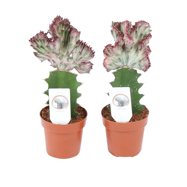 Cactus mix Euphorbia l. Ø8,5cm