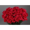 Dianthus St Bizet