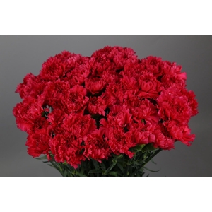Dianthus St Bizet