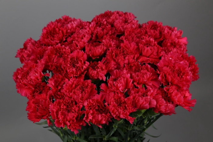 <h4>Dianthus St Bizet</h4>