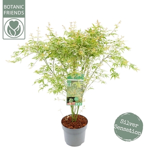 Acer palm. 'Butterfly'