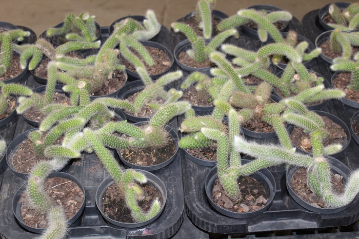 <h4>CACTUS RABO DE GATO P11</h4>