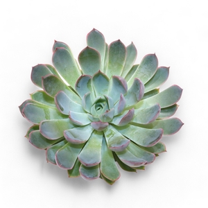 Echeveria Pink Edge Cutflower