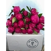 Paeonia Red Sarah Bernhardt
