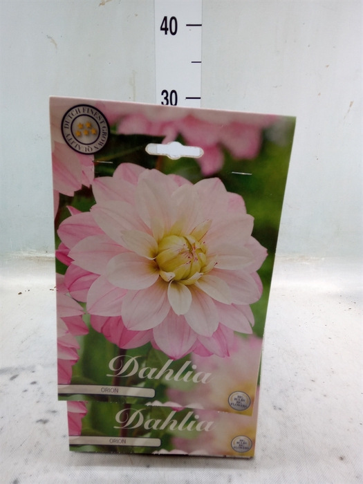 <h4>Dahlia   ...flowerbulbs</h4>