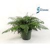 Asplenium Parvati