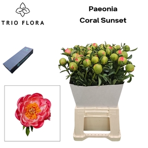 Paeonia 'Coral Sunset' L Box