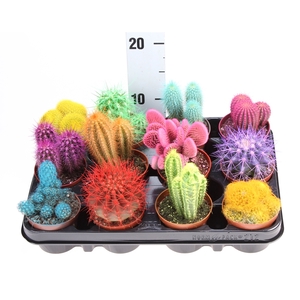 Cactus   ...mix