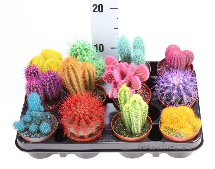 <h4>Cactus   ...mix</h4>