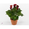 Zantedeschia Red Alert