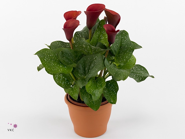 Zantedeschia Red Alert