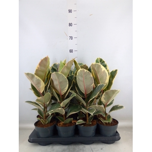 Ficus elastica 'Tineke'