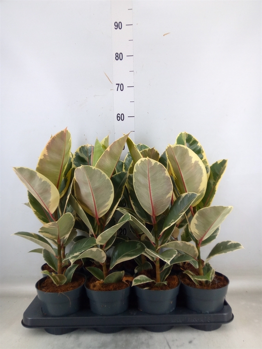 <h4>Ficus elastica 'Tineke'</h4>