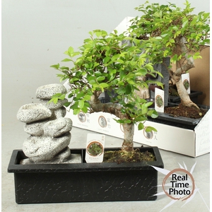 BONSAI GEM