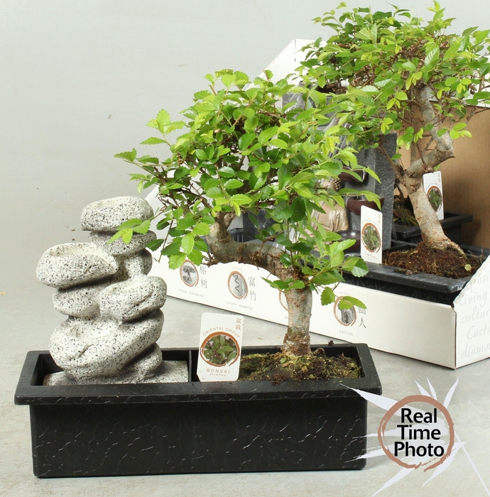 <h4>BONSAI GEM</h4>