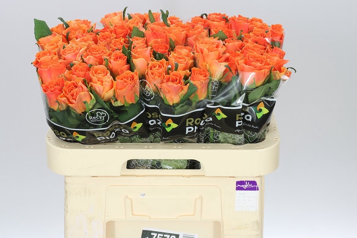 <h4>Rosa Gr On Fire</h4>