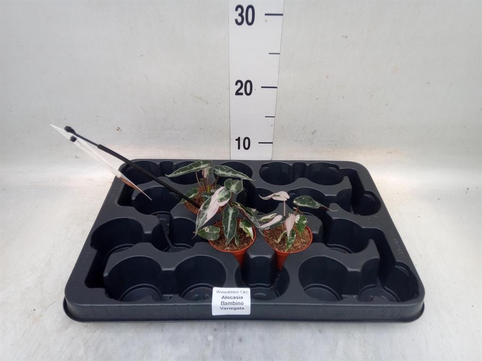 <h4>Alocasia   ...</h4>