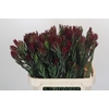 Leucadendron Blush Spray