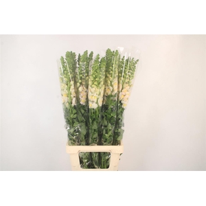 Antirrhinum It. Apricot