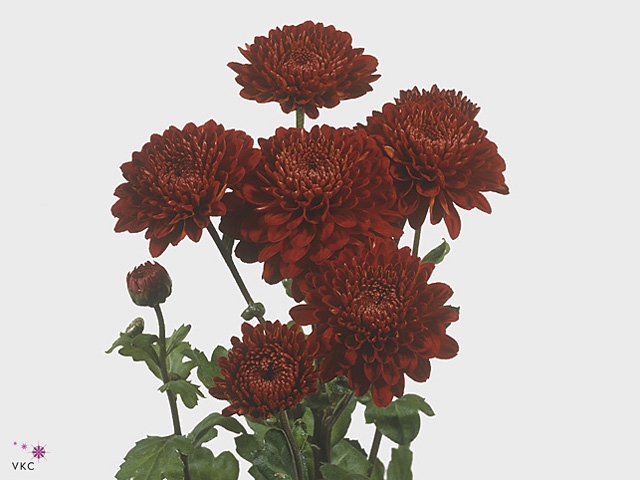 Chr Tbu Wendy Rood